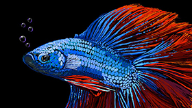 Boyama ve çizim araçları